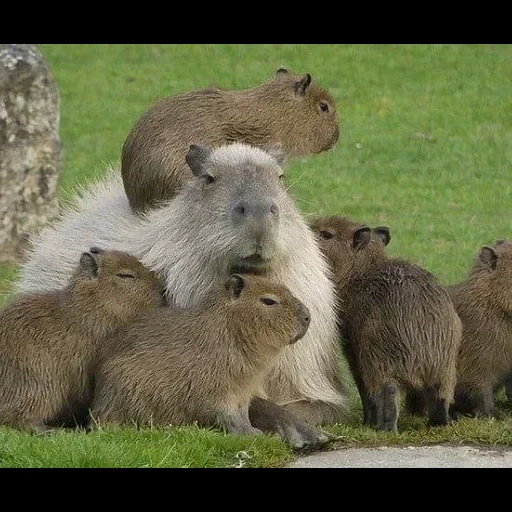 capybars, kapibara nagetier, capybartier, capybara familie, die größte nagetierkapybara