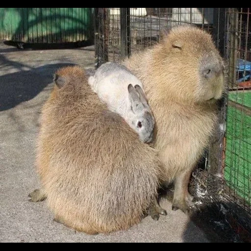 capybara, pattes de capybara, kapibara est à la maison, kapibara smolensk, capybara amical