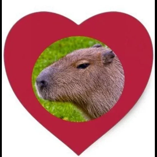 capybara, winchester, belles capybars, dean winchester, rongeur de kapibara