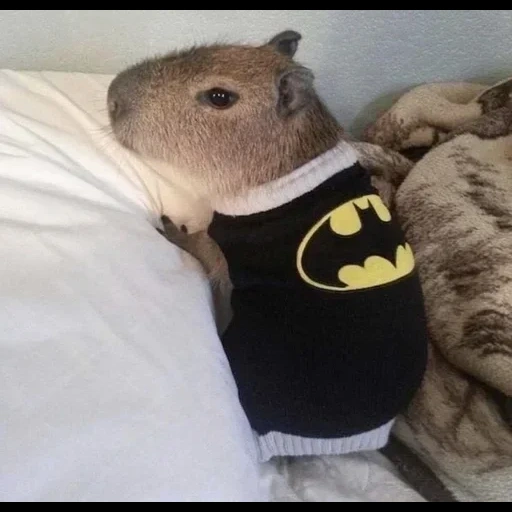 kapibara batman, kapibara ist batmans kostüm, diese stadt braucht einen neuen helden