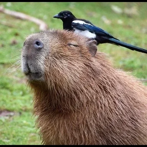 capybara, roedor kapibara, animal capybar, o maior capitão de roedores, grandes porquinhos da índia kapibara