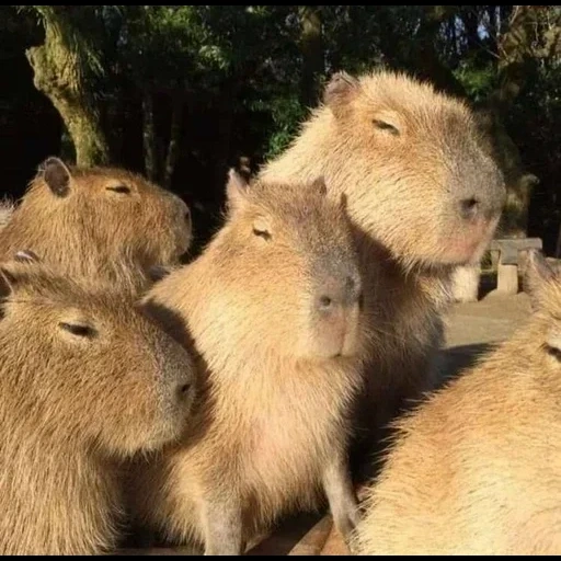 capybara, capybara hitam, kapibara hodent, capybara adalah daratan, keluarga capybara