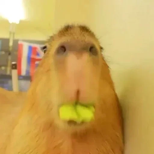 zensur, capybara, ohne zensur, kapibara isst, kapibara zähne