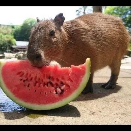 capibara, sandía de kapibara, animal del capibro, capibara casero, kapibara come sandía