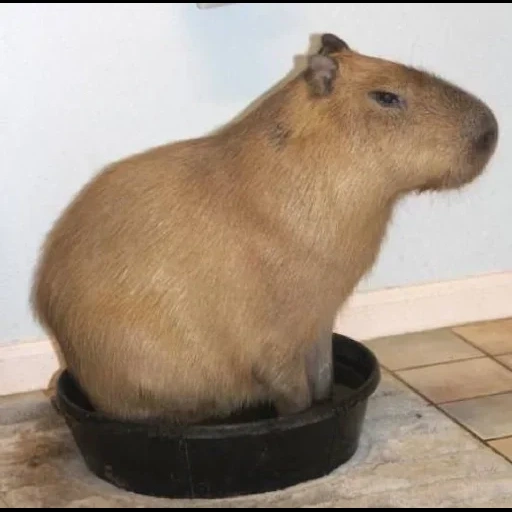 telefono, capybars, capybara, capibara è cara, capybara nera