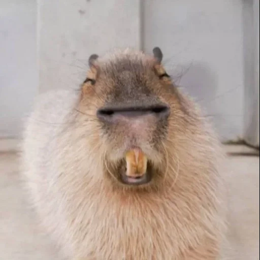 capybara, böse capibar, capibara ist lieb, kapibara nagetier, hausgemachter capibara