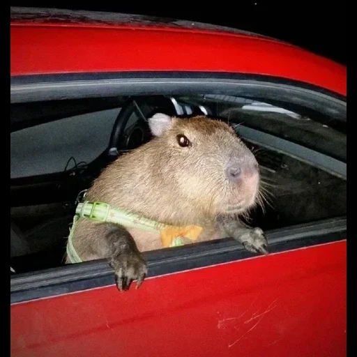 capybara, mauvais capibar, rongeur de kapibara, capybars drôles, pas le temps d'expliquer