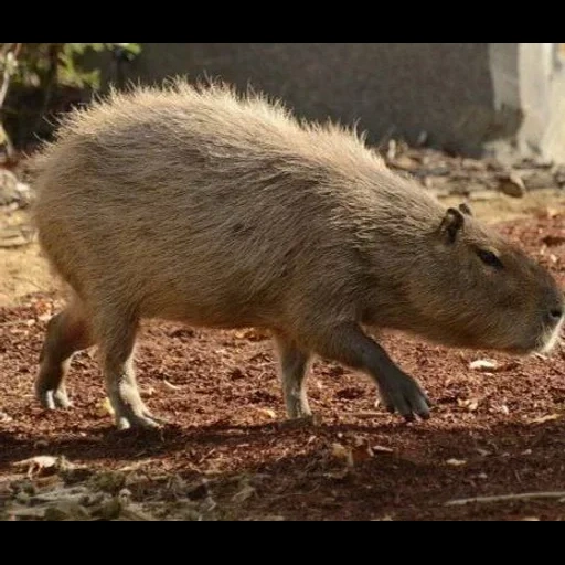 craig, capybars, dois capybars, roedor kapibara, o maior capitão de roedores