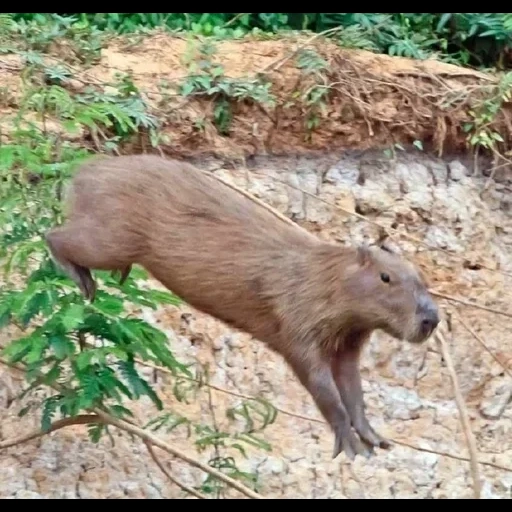 nature, capybara, capybara tail, capybar animal, fazenda san sebastiano