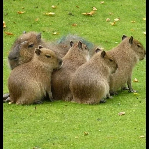 capybara, brasileiro, pack capybar, kapibara nagetier, ablösung von kapibar nagetieren