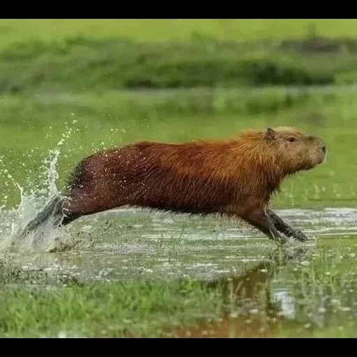 capybara, kapibara nagetier, capybara schwimmt, capybartier, kapibar wasserratte