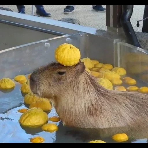 capas, tártar de kapibara, kapibara tangerine, cabeza de mandarín de kapibara, kapibara bathes tangerines