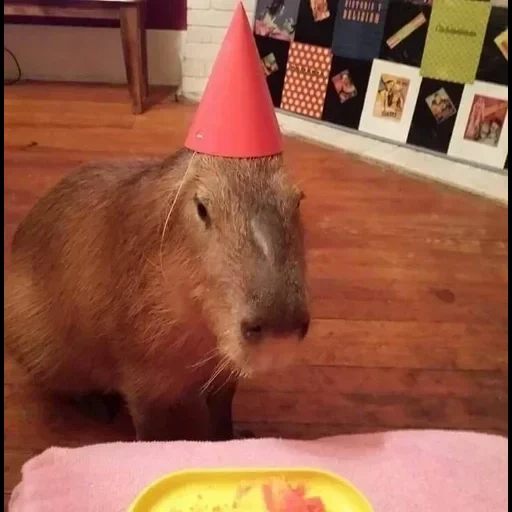 kochnev, capybara, mozyr bielorussia, kapibara è divertente, kapibara è fatta in casa