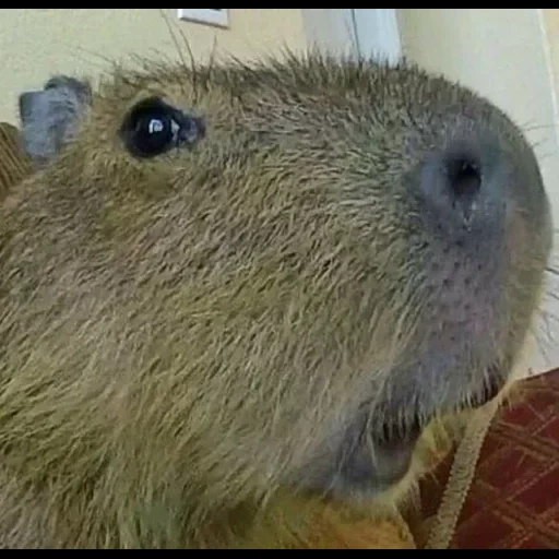 capybara, capibara sayang, babi kapibar, hewan capybar, kapibara kelinci percobaan besar