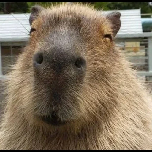 capybara, capibara sayang, kapibara hodent, hewan capybar, capybara adalah hewan tandem saya