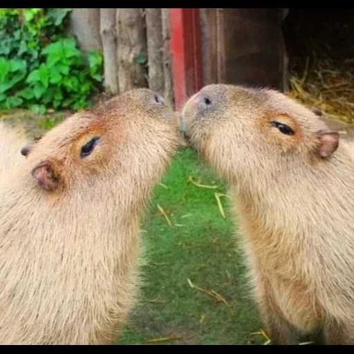 capybara, 2 capybars, kapibara puziko, kapibara nagetier, großes meerschweinchen kapibara