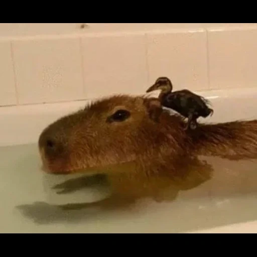 capybars, capybara, lista de reprodução, uma festa, o restante