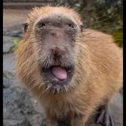 chat, les dents de castor, rongeur de kapibara, castor ordinaire, terrible capybara