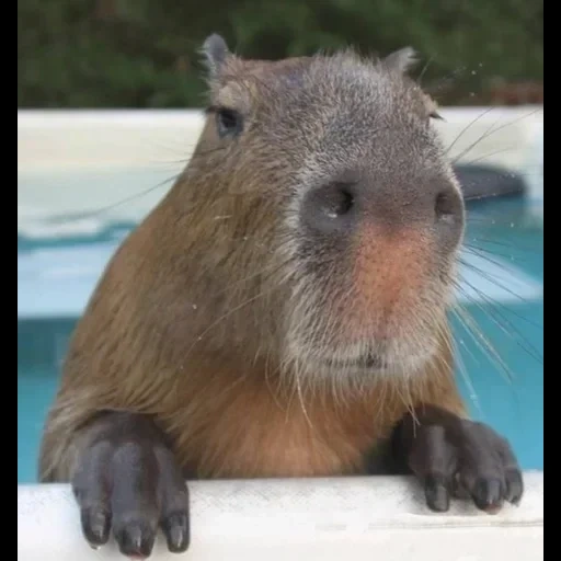 capybara, kapibara ist otter, capibara ist lieb, capybartier, hausgemachter capibara