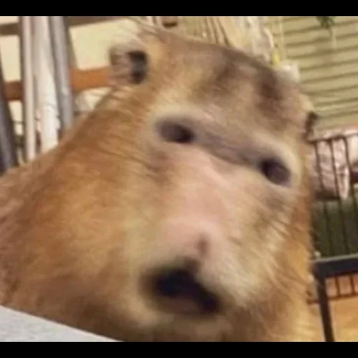 capybars, yang satu, capybara yang manis, babi kapibar, hewan capybar