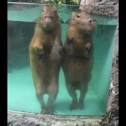 madre, capybara, kapibars dello zoo di mosca, kapibara novosibirsk zoo