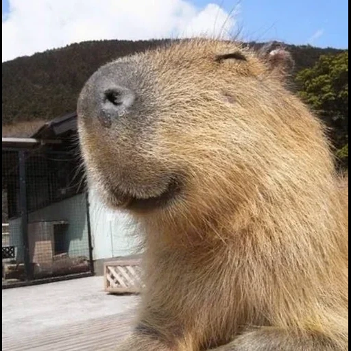 capybara, kapibara puziko, babi kapibar, kapibara hodent, hewan capybar