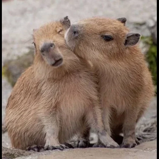 capybara, uccisore di demoni, capybara cub, animale capybar, accoppiamento capybara