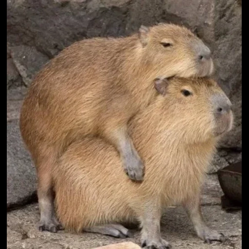 capybara, capibar bobr, capybara cub, hewan capybar, capybars mate