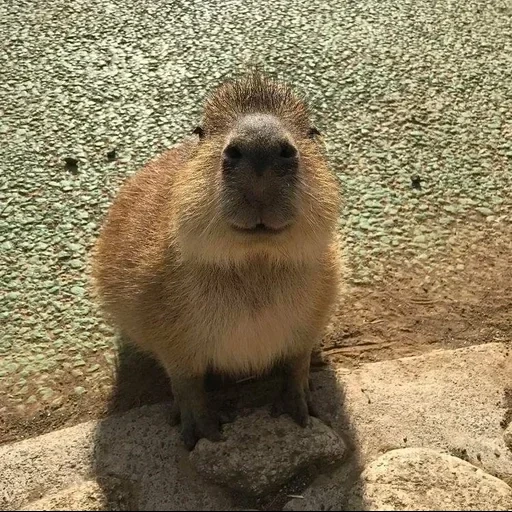 capibara, capibara, capibara es querido, kapibara es divertido, animal del capibro