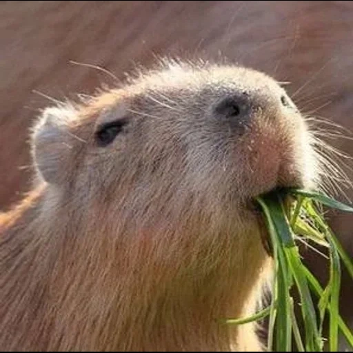 capybara, capibara sayang, capybara menguap, babi kapibar, hewan capybar