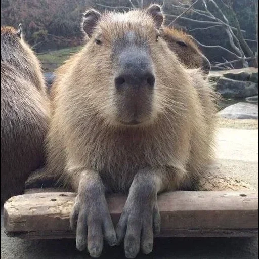 capybars, sasha grey, böse capibar, kapibara nagetier, kapibara ist lustig