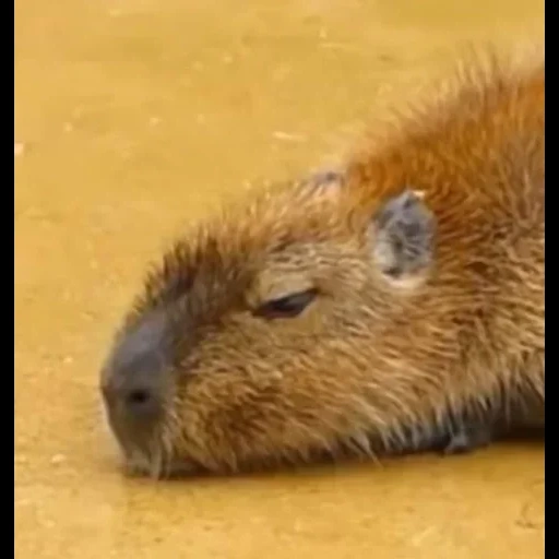 capybars, animali, rodibara rodibara, capybara cub, animale capybar
