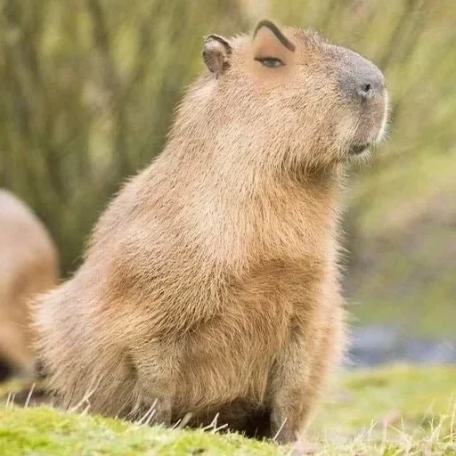 capybars, capibar, dolce capybara, rodibara rodibara, animale capybar