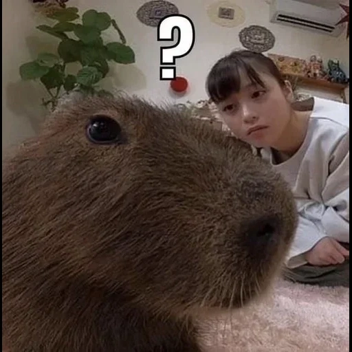 capybara, capibara est chère, rongeur de kapibara, laisse kapibara, capybara est un animal