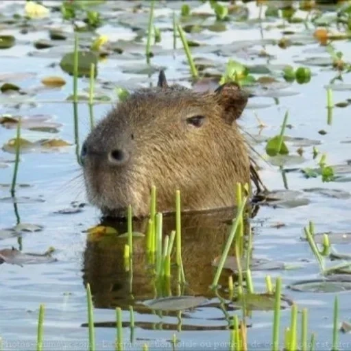 capas, rodente de kapibara, animal del capibro, capybara debajo de la corriente, capybara es ordinario