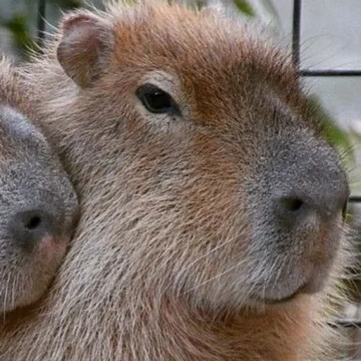 capibara, cerdo kapibar, rodente de kapibara, el mayor capibara de roedores, gran conejillo de indias kapibara