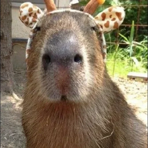 capybara, capybara yang manis, kapibara hodent, hewan capybar, kurcaci capybara