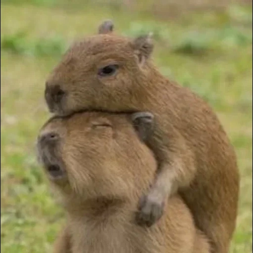 capybara, capibara sayang, babi kapibar, hewan capybar, krylov ivan andreevich