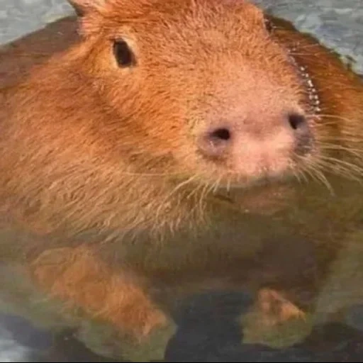 capybars, cochon kapibar, rongeur de kapibara, capybara est un animal, kapibara est d'autres animaux
