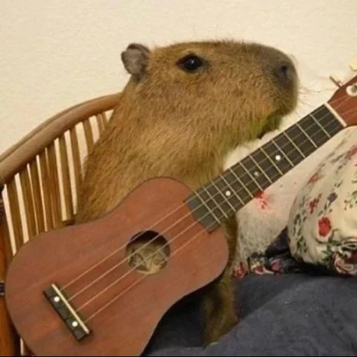 téléphone, capybars, méquenino, katerina graham, capybara est une guitare
