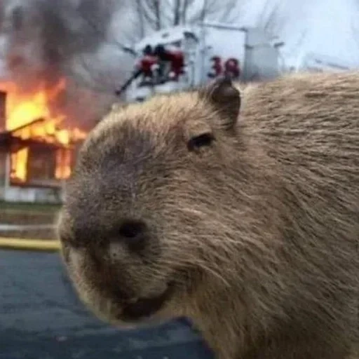capybara, kapibara meme, attack of the titans, evil capibar, capybars argentina