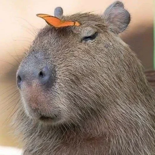 capybara, capybara botak, kapibara hodent, hewan capybar, semua orang menyukai capibar