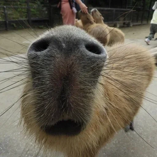 capas, la nariz de kapibara, dientes de kapibara, capibara es querido, capybara es un animal