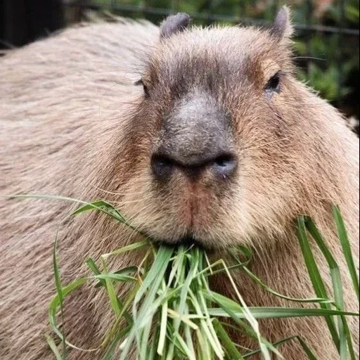 capibara, capybara genial, cerdo kapibar, capybara es ordinario, gran conejillo de indias kapibara