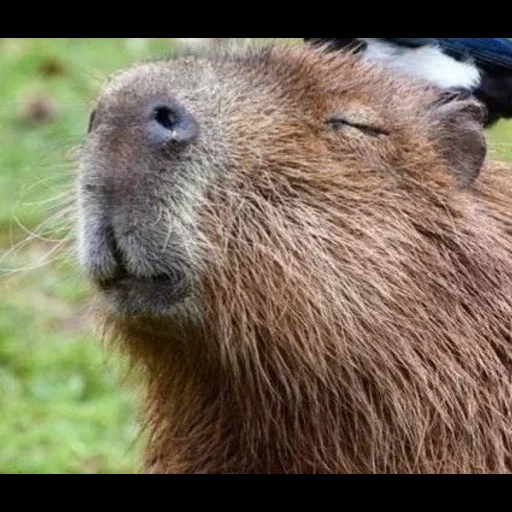 katze, dampf, capybara, alles biber, nodria kapibara