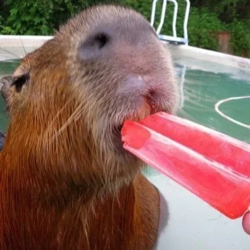 braten, capybara, geburt, apfel, der fragebogen des menschen