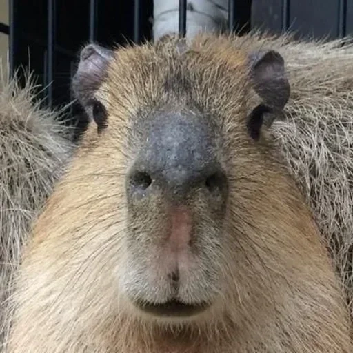 capybara, capybara san, kapibara hodent, hewan capybar, capybara adalah hewan tandem saya