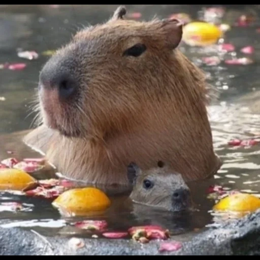 capybara, capybara, animal capybar, l'alimentation en eau de capybar