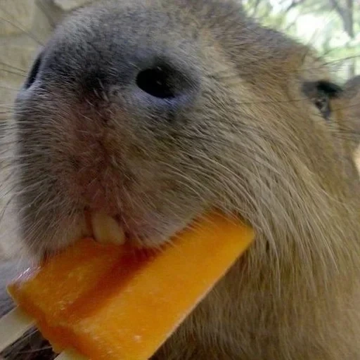 amina, capybara, kamerofon, arsip internet, kapibara lucu