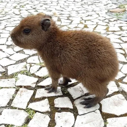 capibara, capibar, cachorro, little capibar, kapibara es un animal amigable